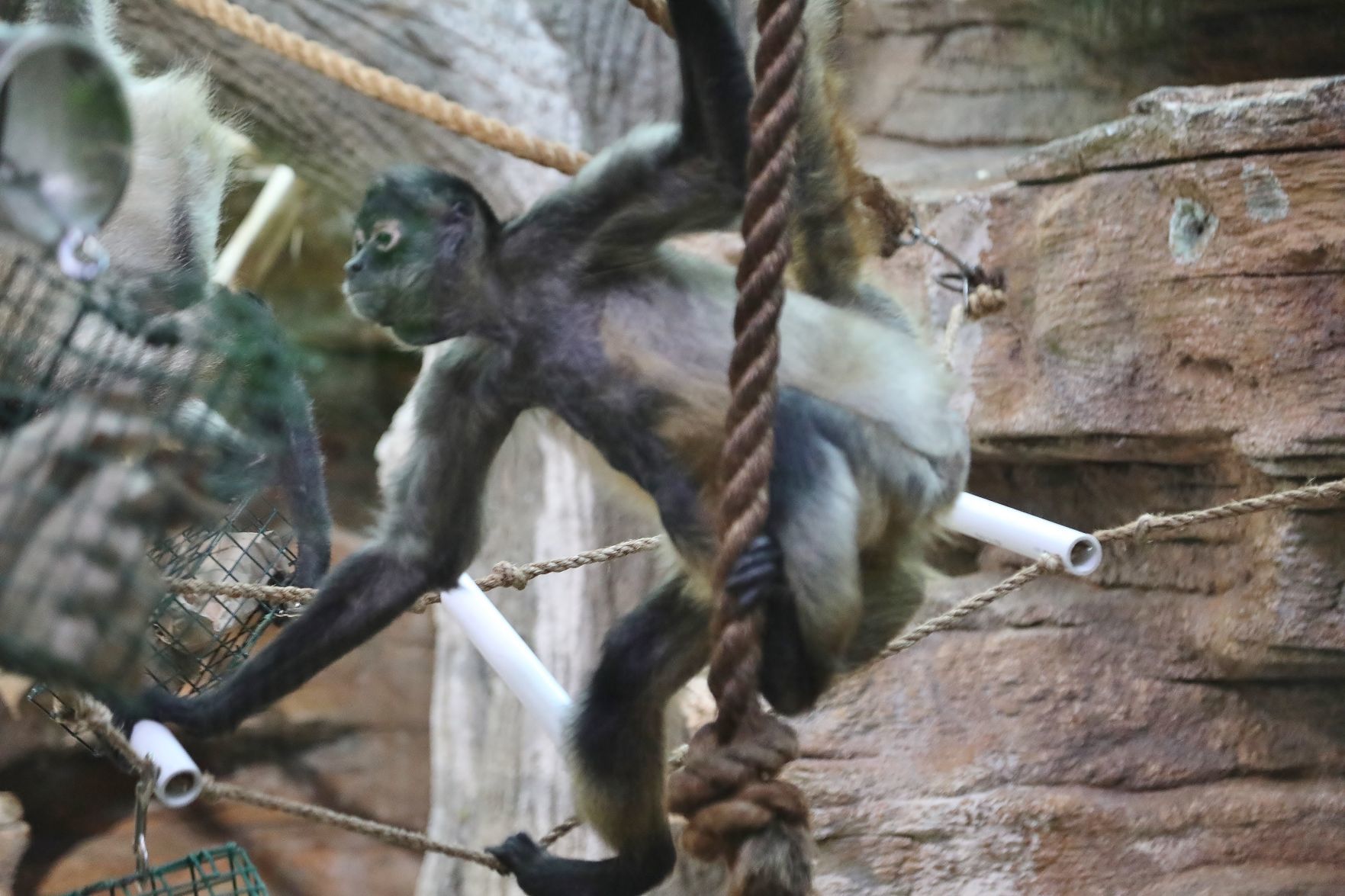 2018-Zoo-Ado-007.JPG